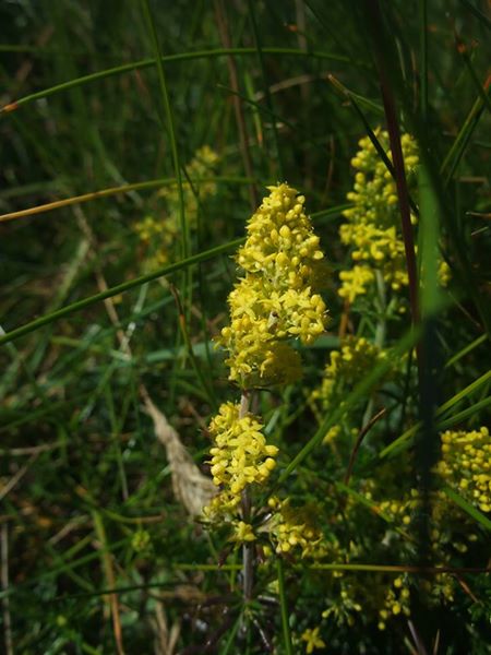 Lady's Bedstraw Galium verum lus y volley