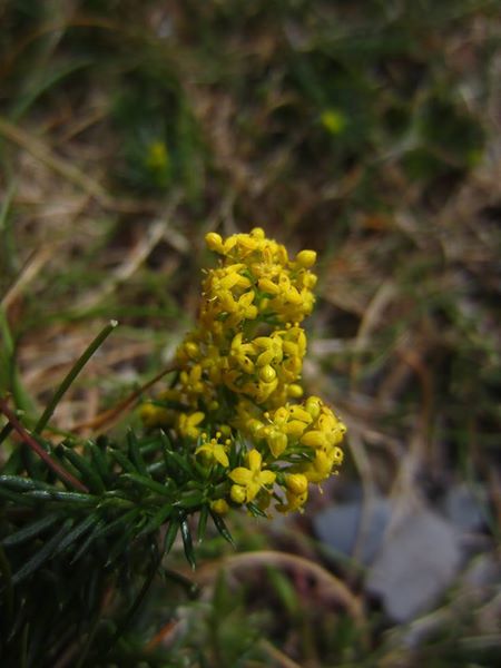 Lady's Bedstraw Galium verum lus y volley