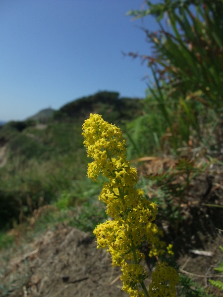 Lady's Bedstraw Galium verum lus y volley