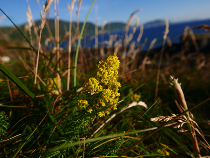 Lady's Bedstraw Galium verum lus y volley