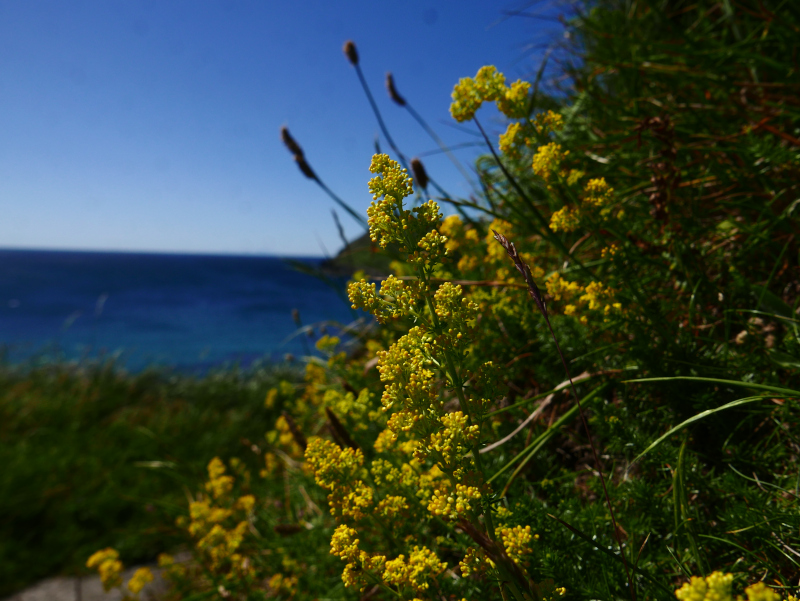 Lady's Bedstraw Galium verum lus y volley