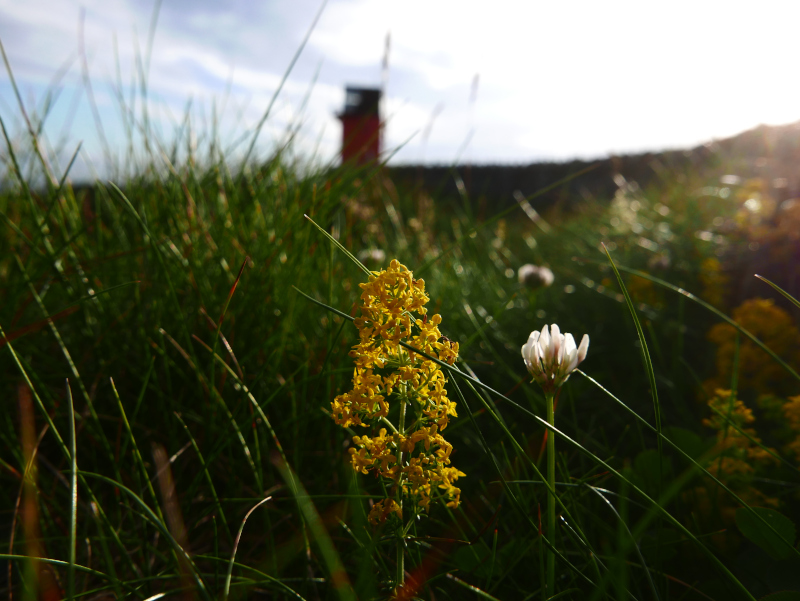 Lady's Bedstraw Galium verum lus y volley