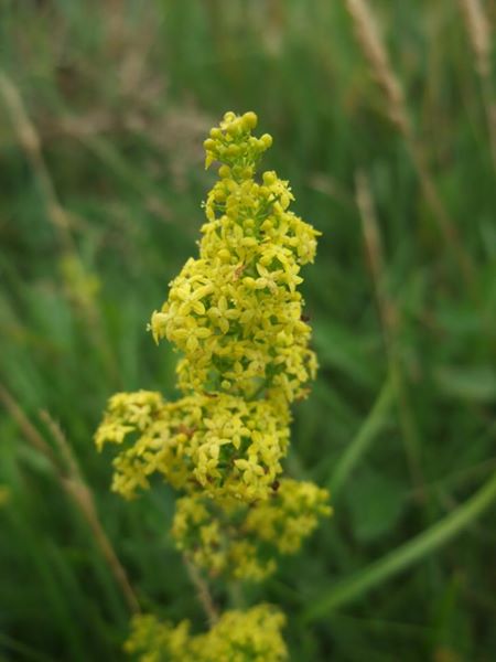 Lady's Bedstraw Galium verum lus y volley