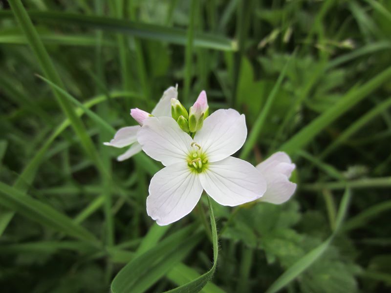 Lady's Smock Cardamine pratensis lheiney Voirrey