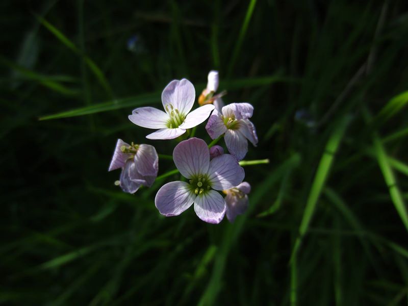 Lady's Smock Cardamine pratensis lheiney Voirrey