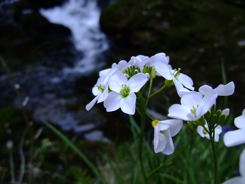 Lady's Smock Cardamine pratensis lheiney Voirrey