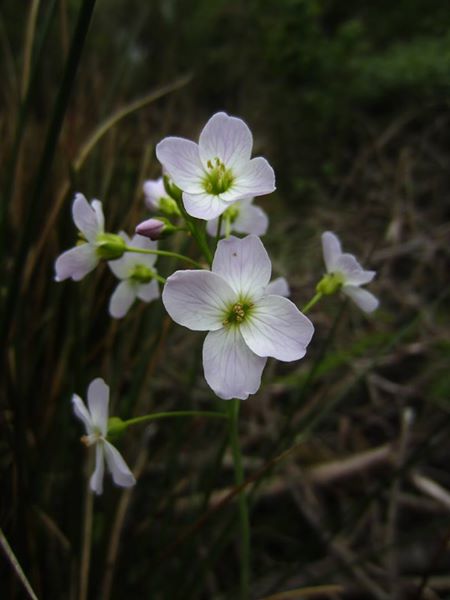 Lady's Smock Cardamine pratensis lheiney Voirrey