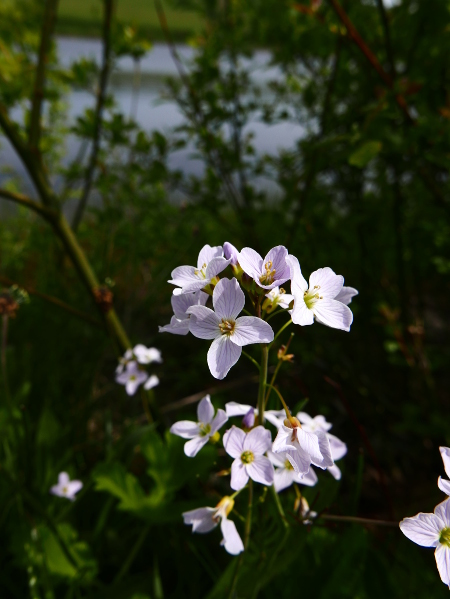 Lady's Smock Cardamine pratensis lheiney Voirrey