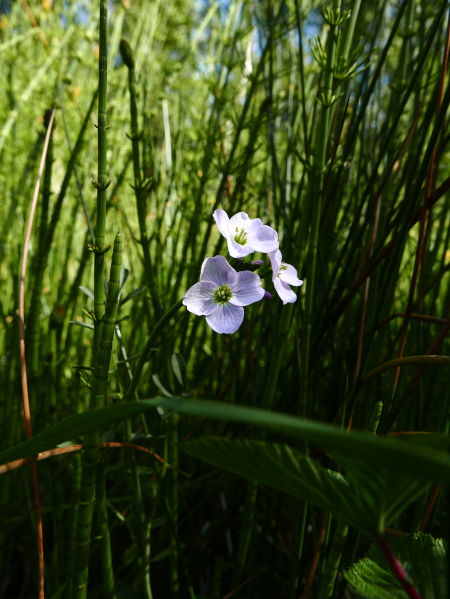 Lady's Smock Cardamine pratensis lheiney Voirrey