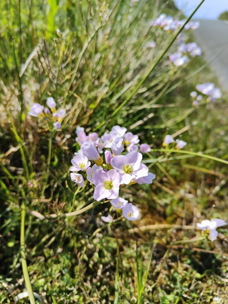 Lady's Smock Cardamine pratensis lheiney Voirrey