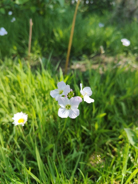 Lady's Smock Cardamine pratensis lheiney Voirrey