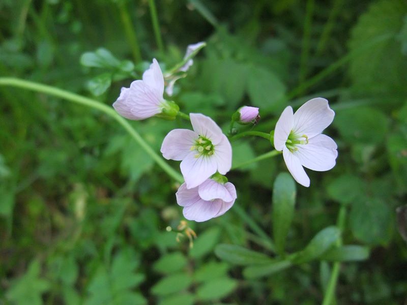 Lady's Smock Cardamine pratensis lheiney Voirrey