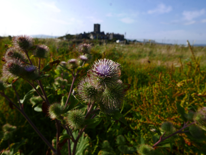 Lesser Burdock Arctium minus Bollan-doa