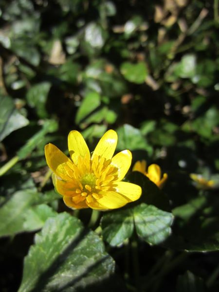 Lesser Celandine Ficaria verna Lus-ny-pileyn