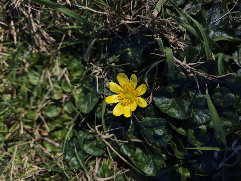 Lesser Celandine Ficaria verna Lus-ny-pileyn
