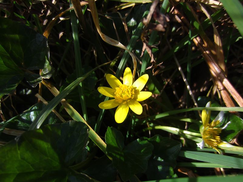 Lesser Celandine Ficaria verna Lus-ny-pileyn