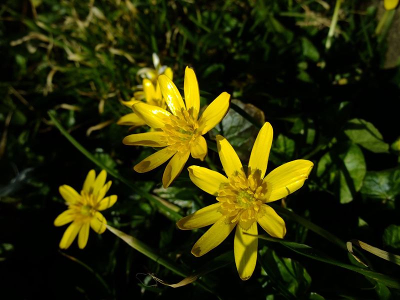 Lesser Celandine Ficaria verna Lus-ny-pileyn