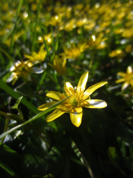 Lesser Celandine Ficaria verna Lus-ny-pileyn