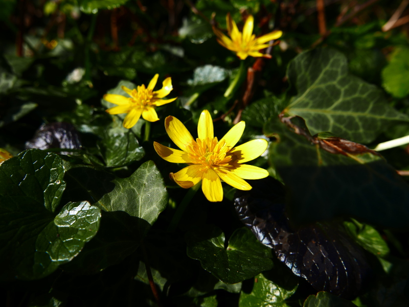 Lesser Celandine Ficaria verna Lus-ny-pileyn