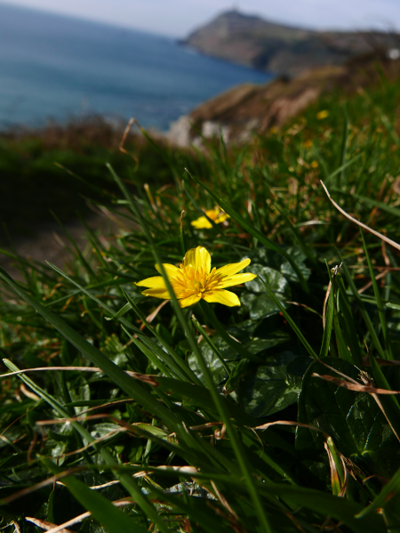 Lesser Celandine Ficaria verna Lus-ny-pileyn