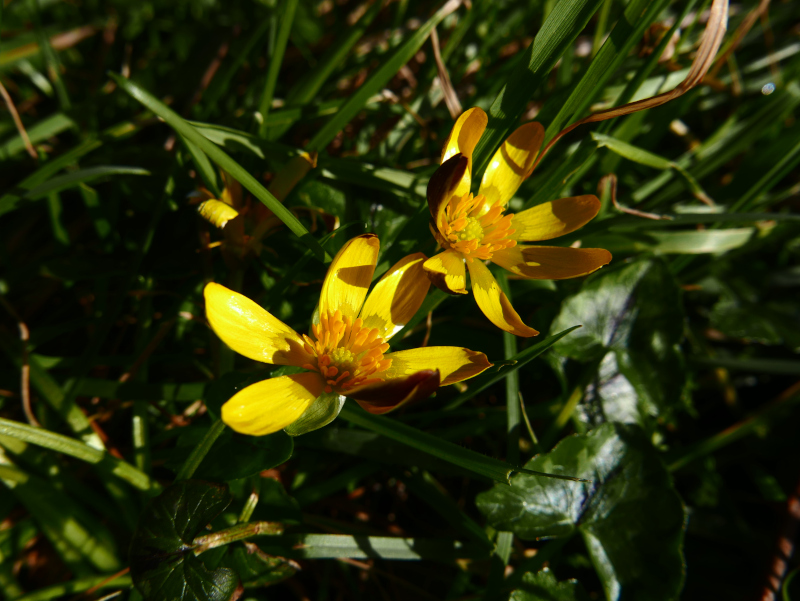 Lesser Celandine Ficaria verna Lus-ny-pileyn