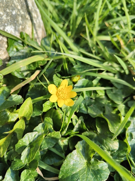 Lesser Celandine Ficaria verna Lus-ny-pileyn