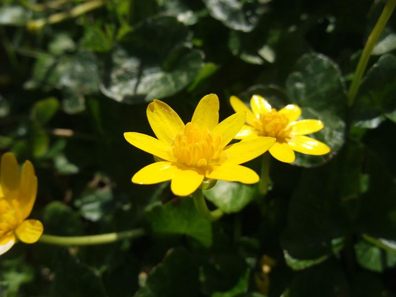 Lesser Celandine Ficaria verna Lus-ny-pileyn