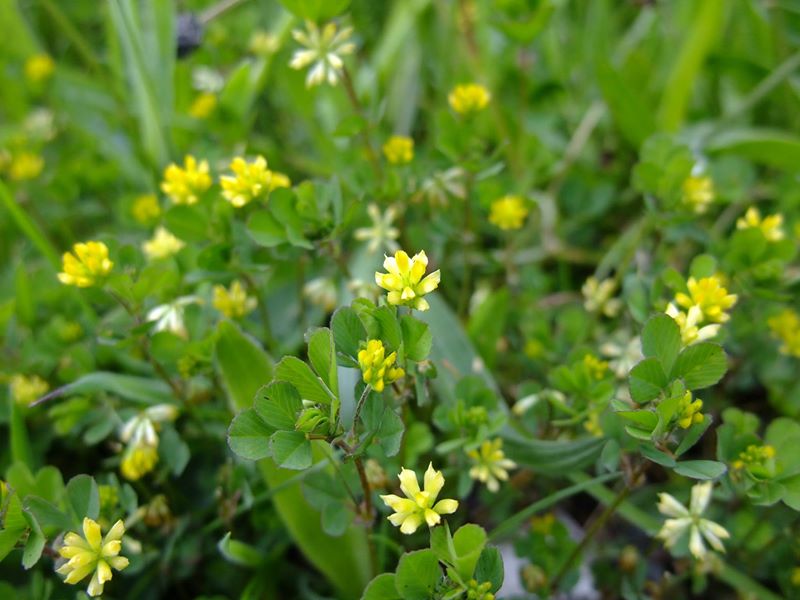 Lesser Hop Trefoil Trifolium dubium Shamrag vuigh