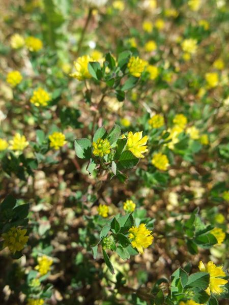 Lesser Hop Trefoil Trifolium dubium Shamrag vuigh