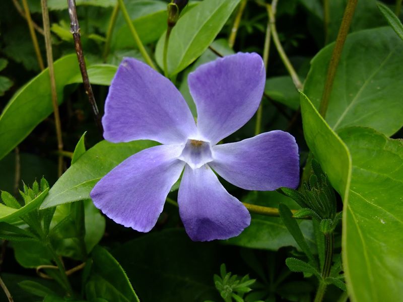 Greater Periwinkle Vinca major feoghaig vooar