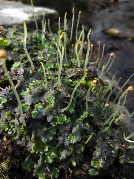 Liverwort Pellia lus ny haane