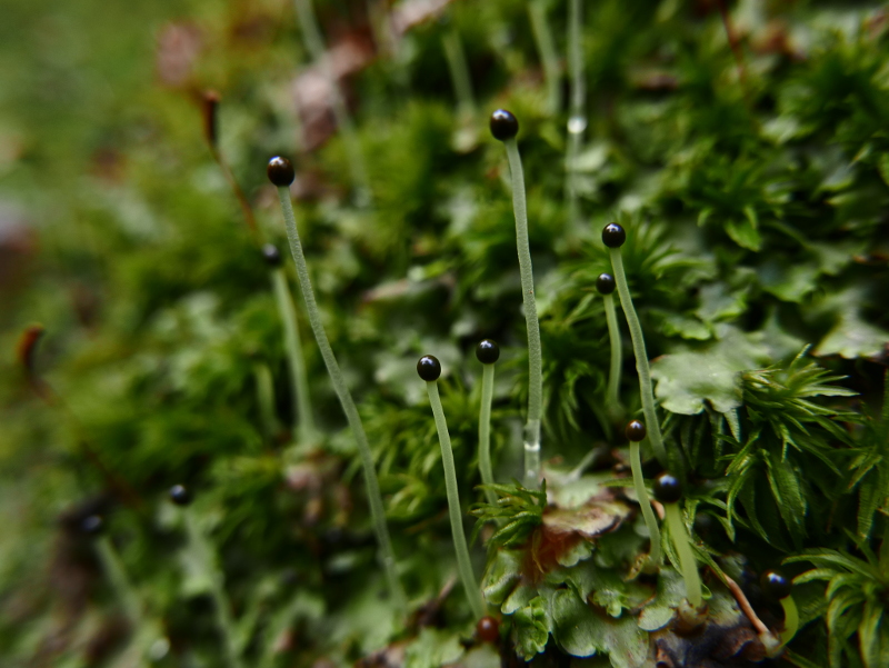 Liverwort Pellia lus ny haane