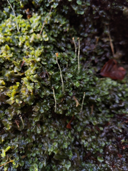 Liverwort Pellia lus ny haane