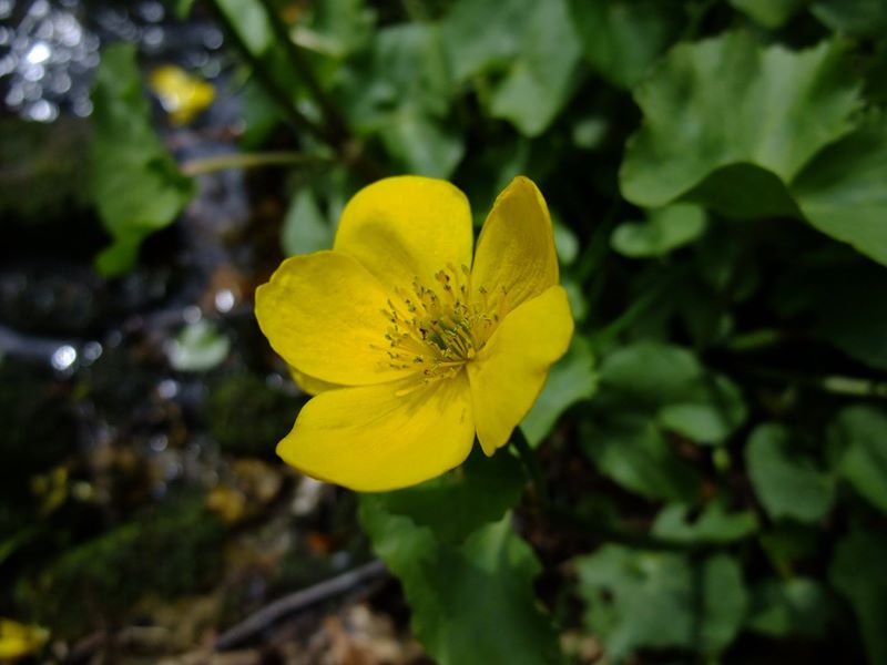 Marsh Marigold Caltha palustris Blughtyn