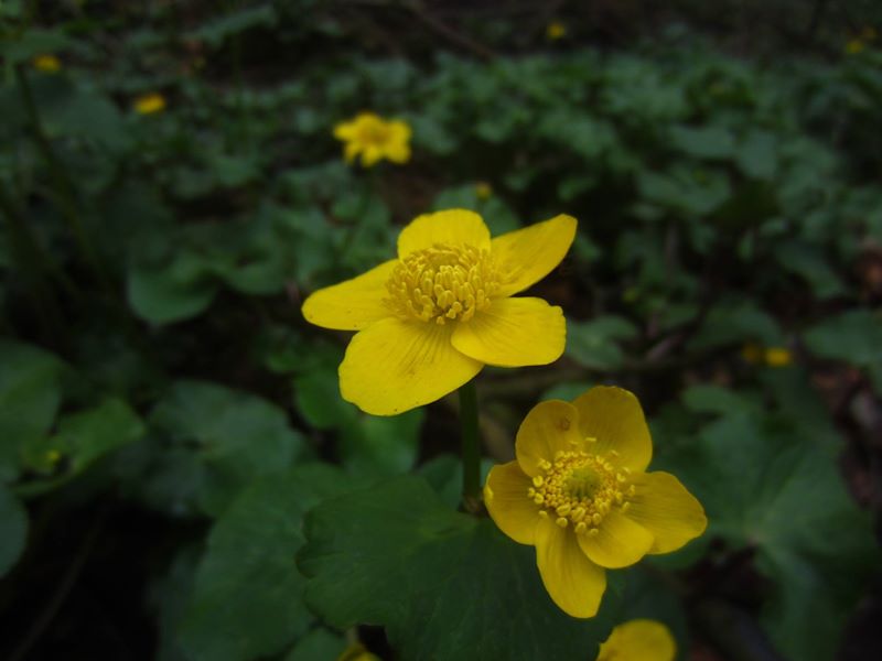 Marsh Marigold Caltha palustris Blughtyn