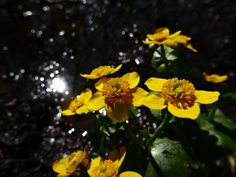 Marsh Marigold Caltha palustris Blughtyn