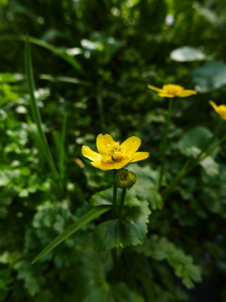 Marsh Marigold Caltha palustris Blughtyn