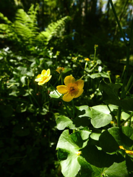 Marsh Marigold Caltha palustris Blughtyn