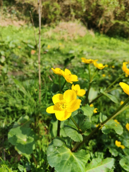 Marsh Marigold Caltha palustris Blughtyn