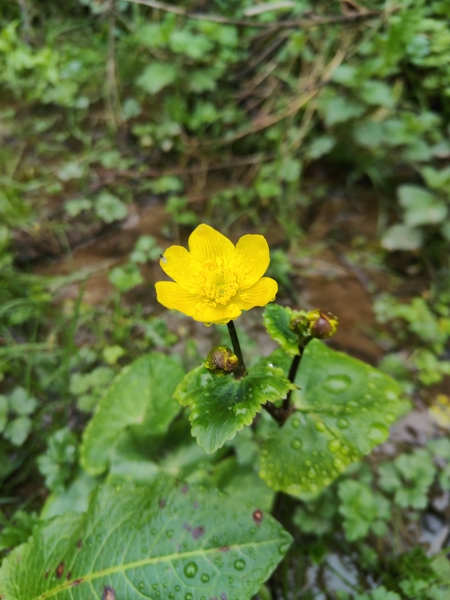 Marsh Marigold Caltha palustris Blughtyn