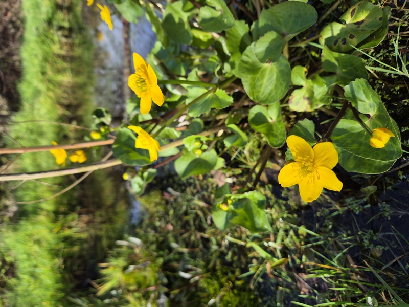 Marsh Marigold Caltha palustris Blughtyn
