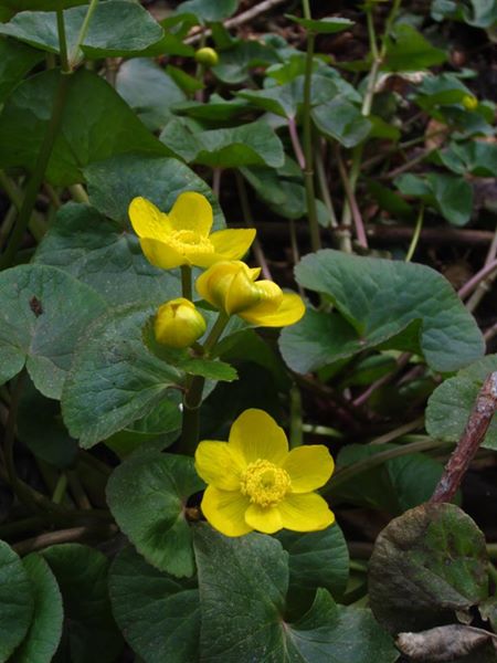 Marsh Marigold Caltha palustris Blughtyn