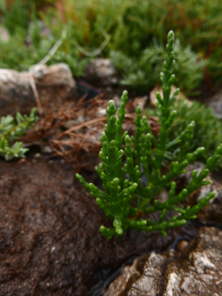 Marsh Samphire Salicornia europaea Lus ny gloinney