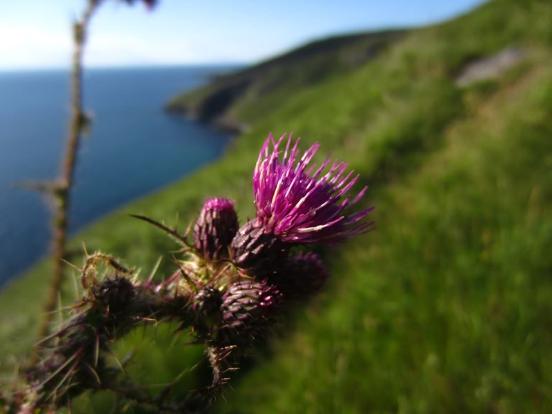 Marsh Thistle Cirsium palustre onnane churree