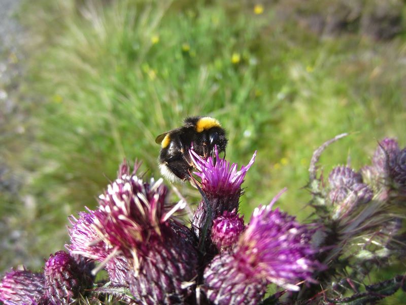 Marsh Thistle Cirsium palustre onnane churree