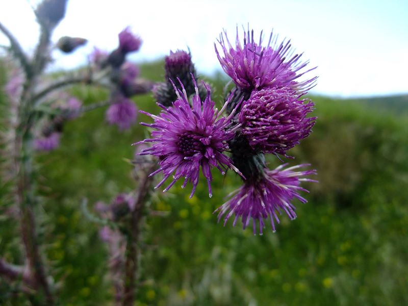 Marsh Thistle Cirsium palustre onnane churree