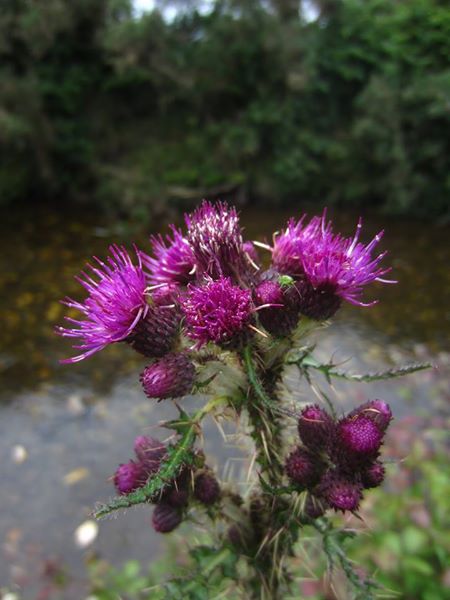 Marsh Thistle Cirsium palustre onnane churree