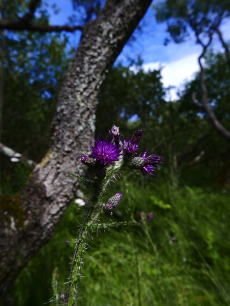 Marsh Thistle Cirsium palustre onnane churree