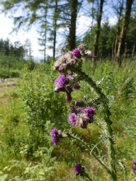 Marsh Thistle Cirsium palustre onnane churree