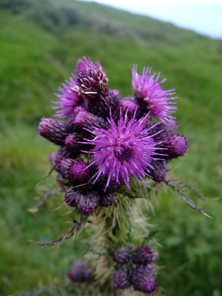 Marsh Thistle Cirsium palustre onnane churree